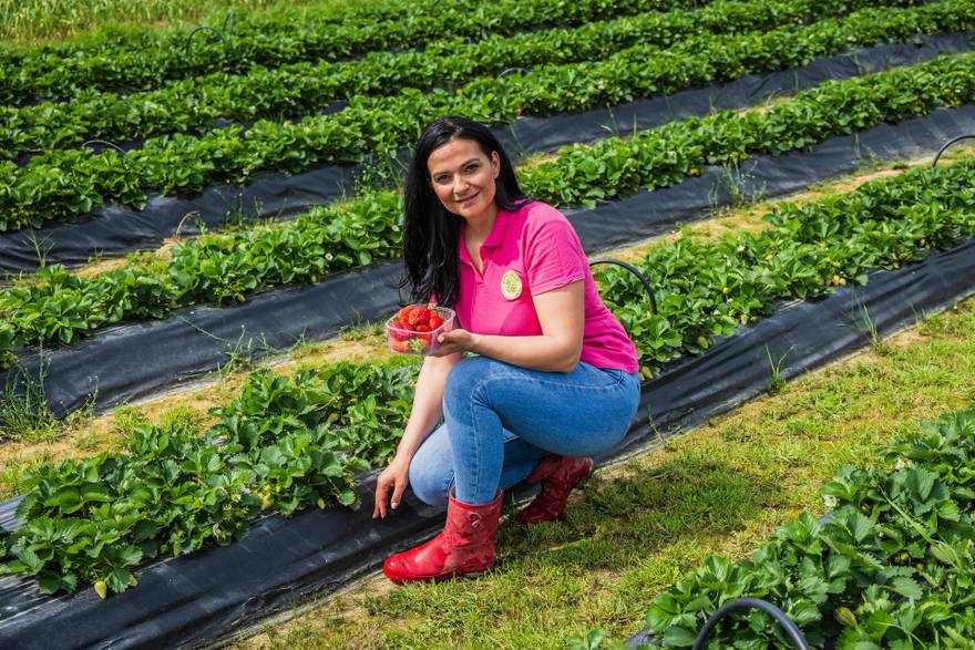 Berba kod Vrgorca: 'Pozorno osluškujemo prirodu, a jagode razvozimo do Rijeke i Slavonije'