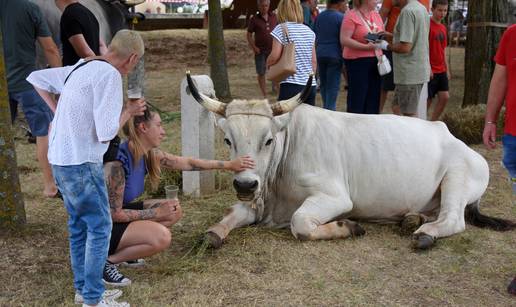 FOTO Tihi divovi Istre opet zablistali: Ovog vikenda opet se tražio mister boškarin...
