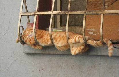 Lude mace: Spavaju bilo gdje, bilo kada i u bilo kojoj pozi