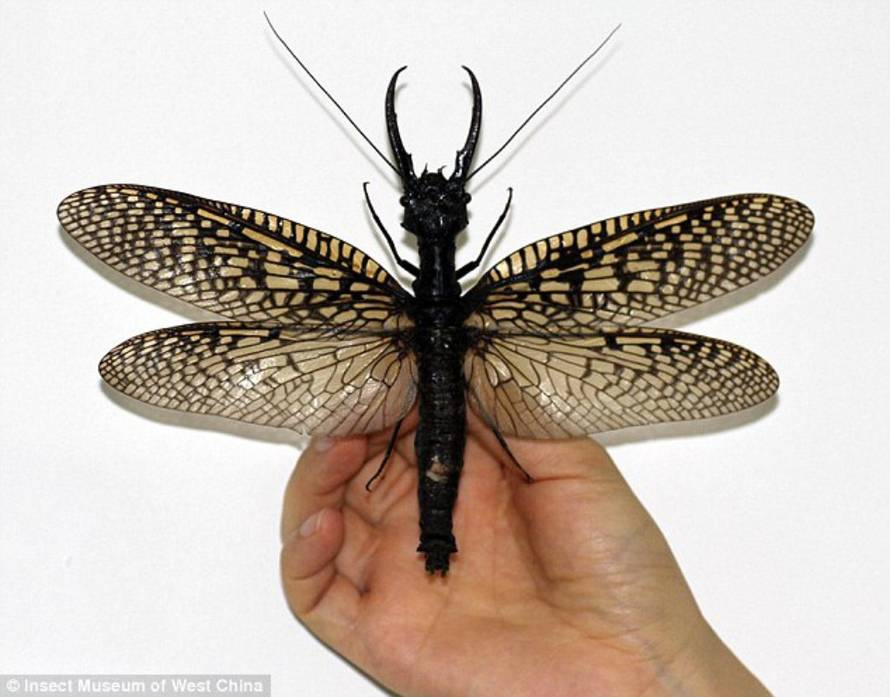Insect Museum of West China