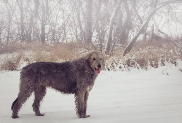 Gray Irish Wolfhound in full growth in the winter - portrait of 