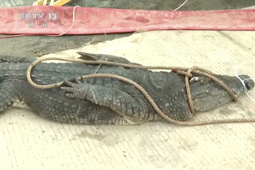 70 krokodila pobjeglo s farme u Kini