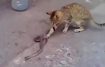 Tko je pobijedio? Mačka naišla na zmiju! Uslijedila je borba...