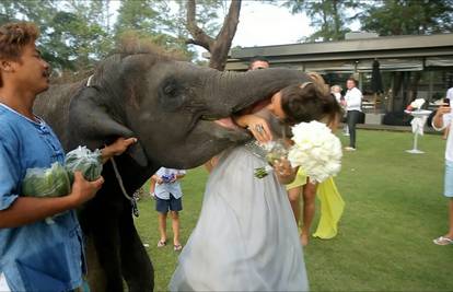 Slonić mladenki za vjenčanje poklonio jako sočni 'poljubac'