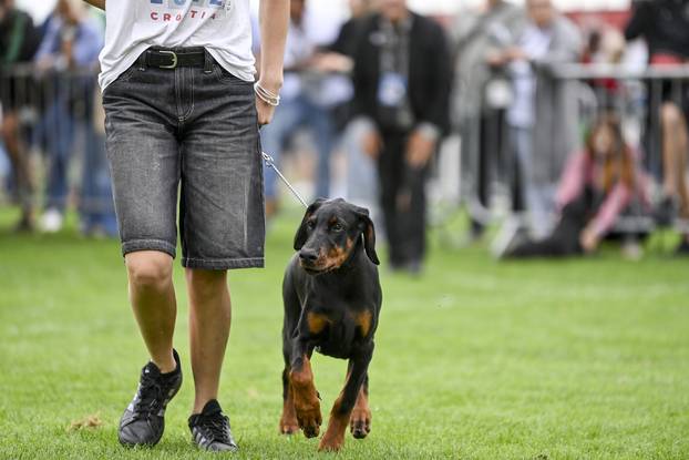 Velika Gorica: IDC Svjetsko prvenstvo pasmine doberman