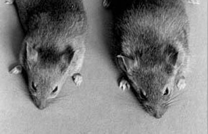 Banda miševa osumnjičena za likvidaciju 100 mačaka