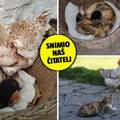 Čudo kod Vukovara! Mačićima je koka zamjenska mama: 'Svaku ih večer pozdravi za laku noć'
