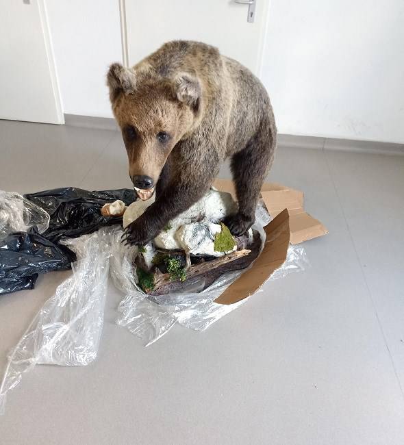 S prepariranim medvjedom u automobilu pokušao prijeći granicu u Slavonskom Brodu