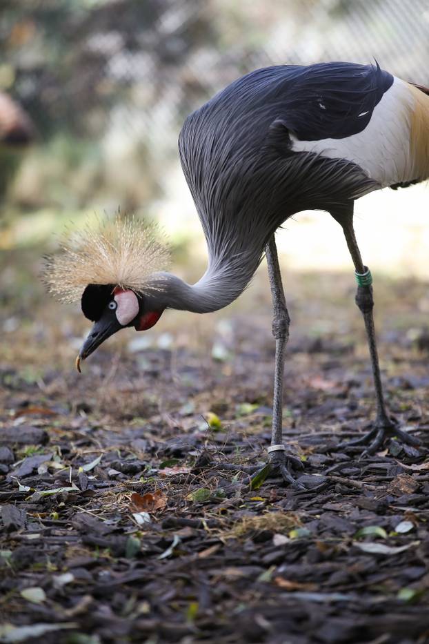Zagrebački krunati ždralovi predstavljeni javnosti 
