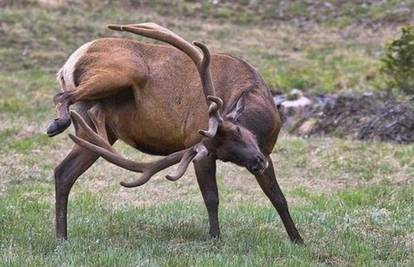 Ako dosad niste znali zašto je priroda jelenu dala rogove...