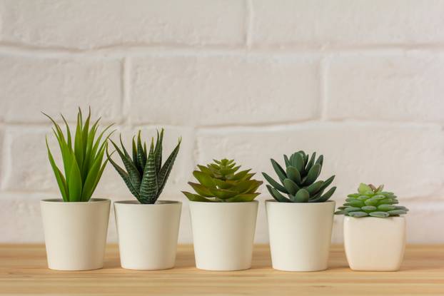.Indoor artificial plants, various succulents in pots. Succulents in white mini-pots. Ideas for home decoration.Copy space .