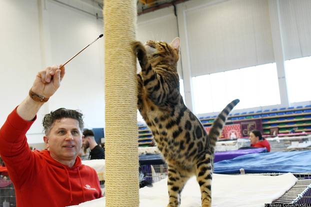 Otvorena revijalna izložba mačaka u Sisku 