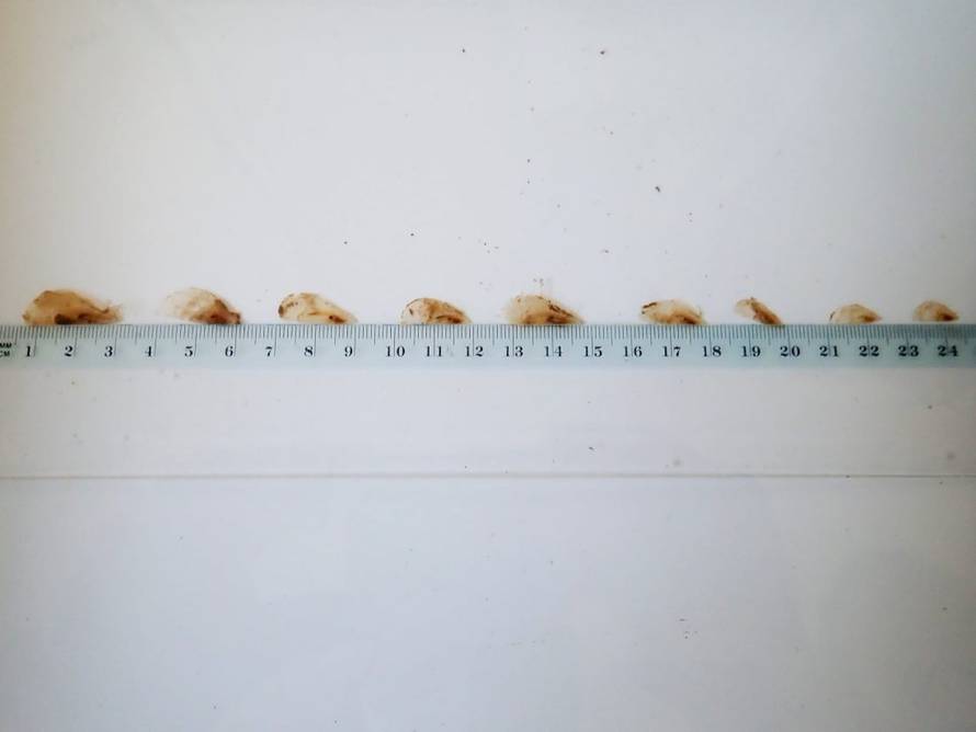 Našli devet periski kod Rovinja: 'One su nada za naše podmorje'