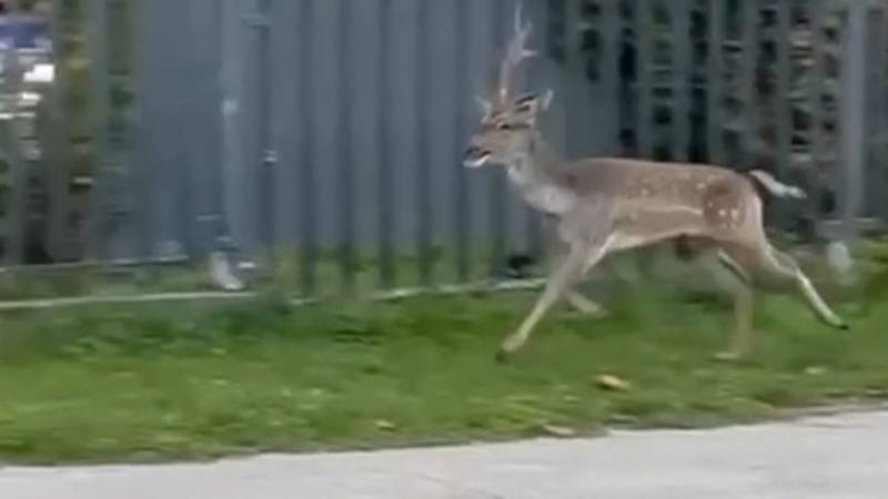 VIDEO Zoki, jel' ti fali jelen? Lopatar se spustio do Ribnjaka, bježao od pasa, nestao u šumi