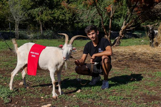 Vodnjan: Za Naj kozu 2025. godine izabrana je koza Jelena, vlasnika Mattea Muškovića 