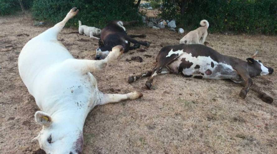 UZNEMIRUJUĆE Misteriozni pomor stoke u Zagori: 'U deset dana ostao sam bez 11 krava!'