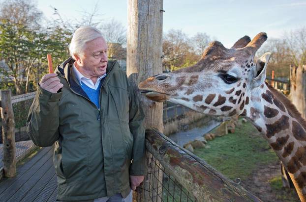 Sir David Attenborough at London Zoo.