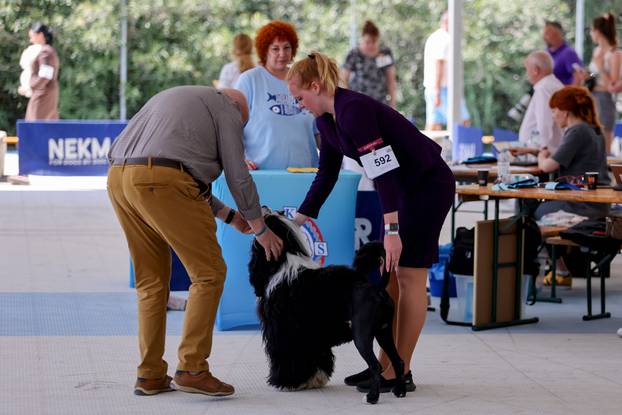 Zaton: Međunarodna izložba pasa pod nazivom CACIB Zadar 2025