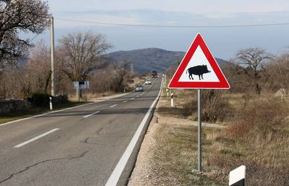 Policija u Istri upozorila vozače na divljač na cestama: Čak tri naleta u danu kod Vrsara...