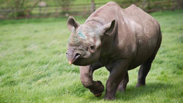 Rijetki crni nosorog uginuo kad su ga htjeli pustiti u divljinu