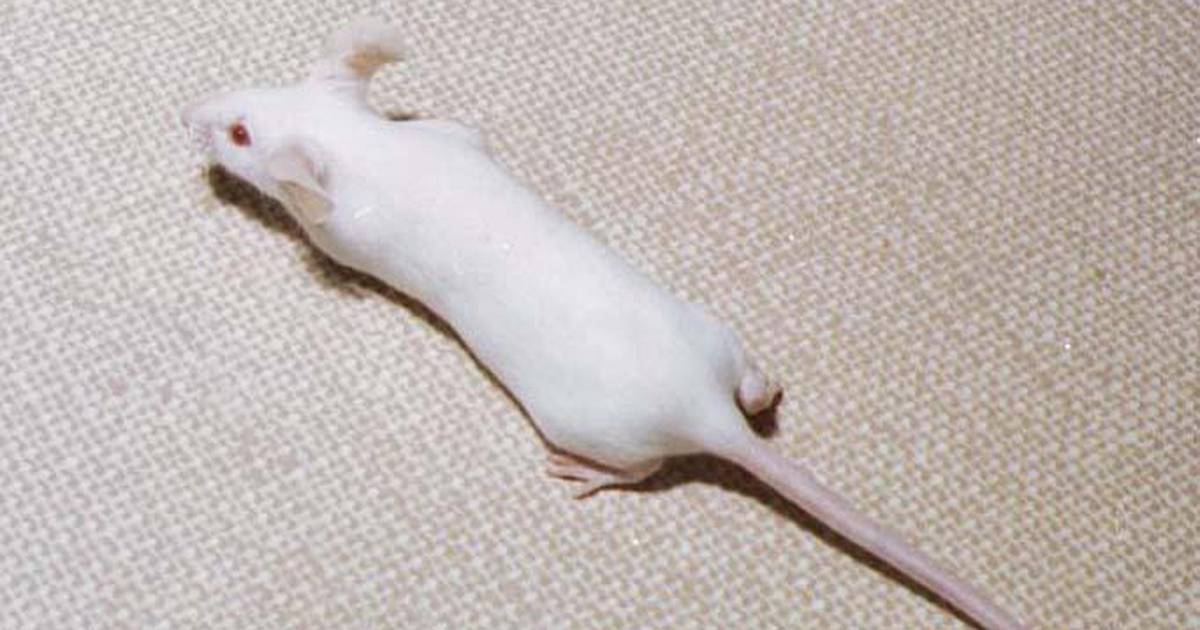 Длинные мыши. Белая мышь. Длинная мышь. Белая длинная мышь. Вытянутая мышь.