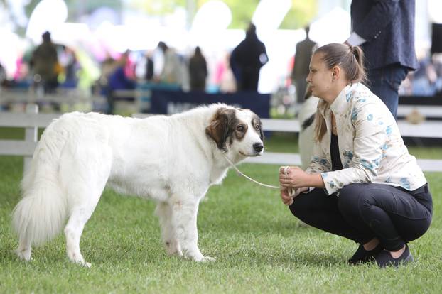 Karlovac: Me?unarodna izložba pasa