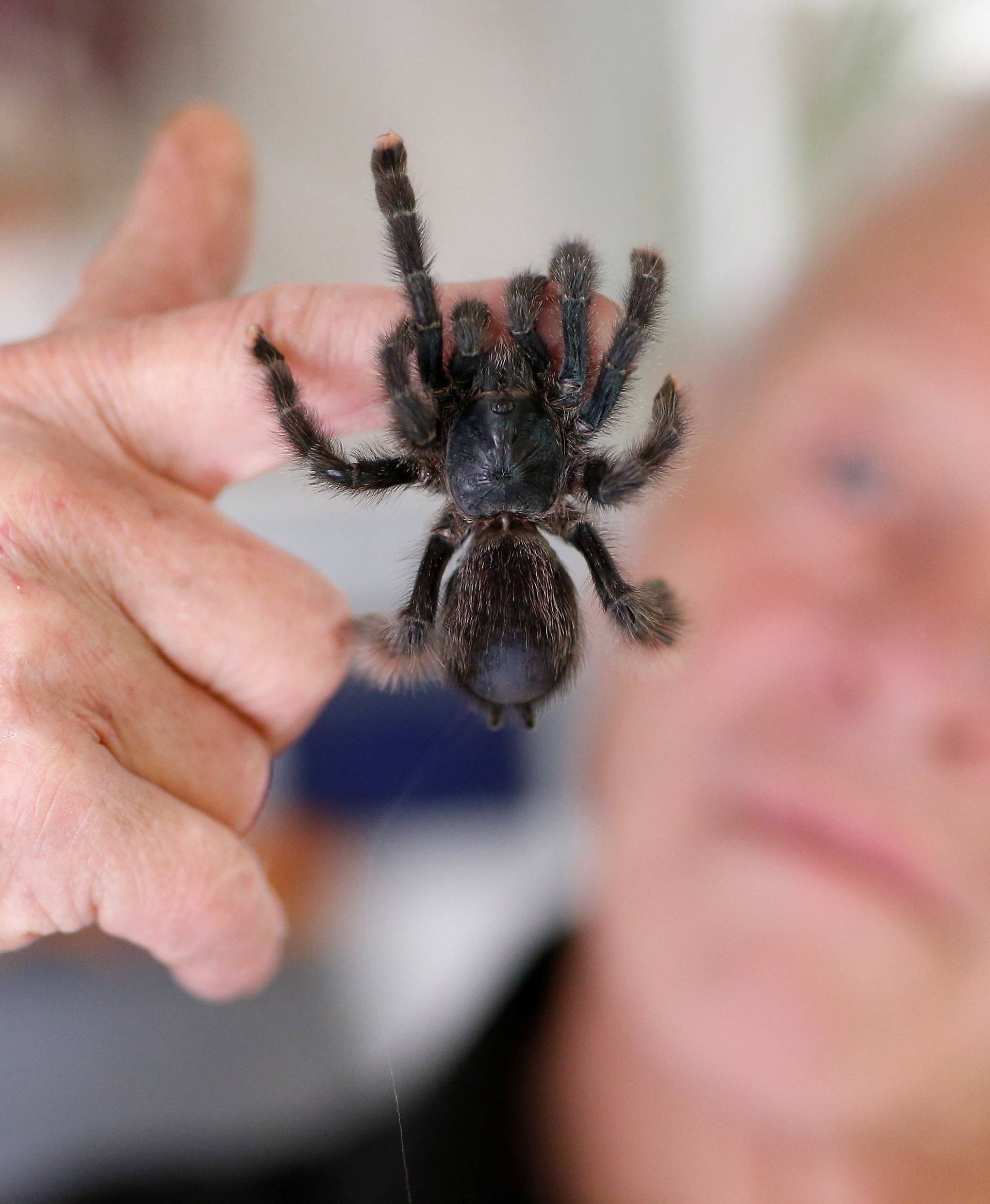Philippe Gillet, 67 year-old Frenchman who lives with more than 400 reptiles and tamed alligators, looks at a tarantula in his house in Coueron near Nantes