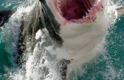 U 150 godina morski psi su u Hrvatskoj pobili 9 kupača