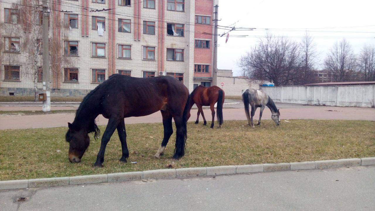 VIDEO 'Ulazila sam u minska polja da spasim konje. Mršavi i iscrpljenji lutali su Černjihivom'