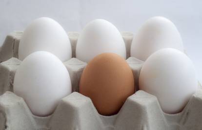 Koja je razlika između jajeta sa smeđom i s bijelom ljuskom?