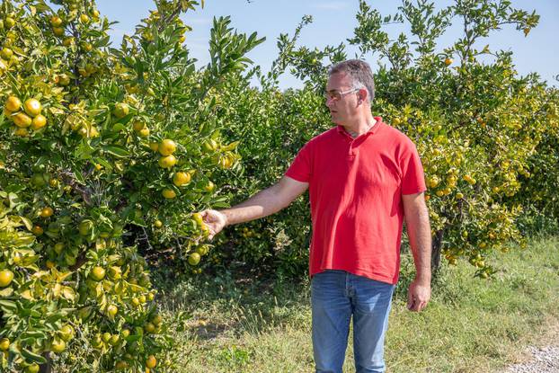 Plantaže mandarina i nara u dolini Neretve