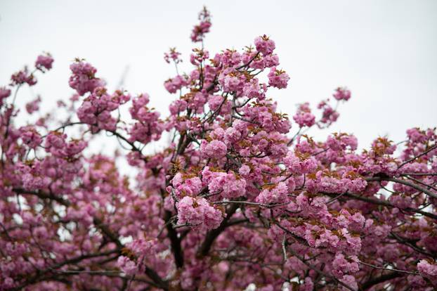 24sata Zagreb: Japanske trešnje u Ulici Bogoslava Šuleka