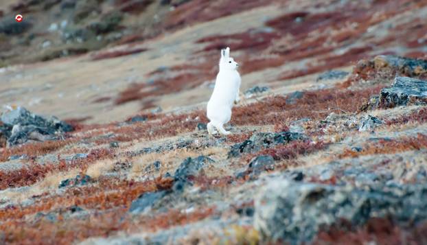 FOTO Hladno i skupo, ali i mirno i predivno. Trump ludo želi Grenland: Biste li vi tu živjeli?