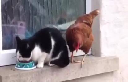 Chick fight: Kokoš i mačka se potukle za hranu! Pogledajte
