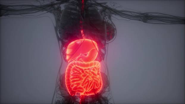 3d illustration of human digestive system parts and functions
