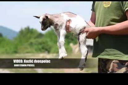 Iznenadio vlasnike: Zovem se  Bambi  i dvospolac sam, meee!