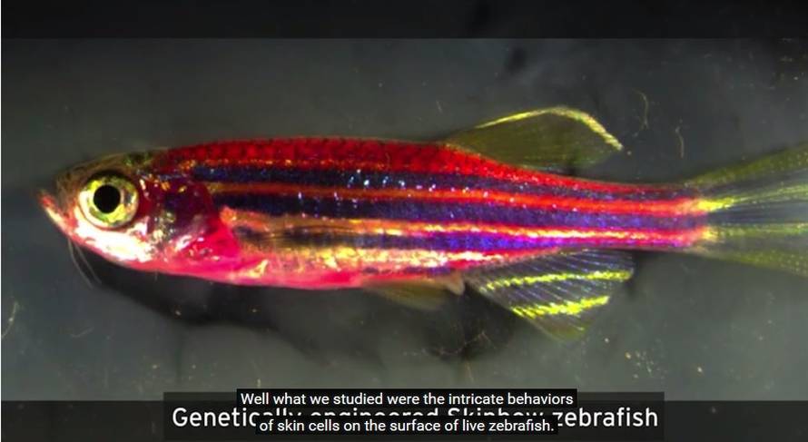 Ova ribica može izliječiti samu sebe, i to čudesnom brzinom