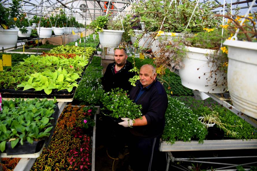 Obitelj Ivančić uzgaja cvijeće: 'Jaglace prodajemo po 5 kuna'