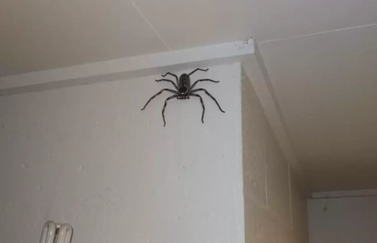 Pustio je čudovišnog pauka da živi s njim u kući: Nadam se da će još narasti, djeca su navikla