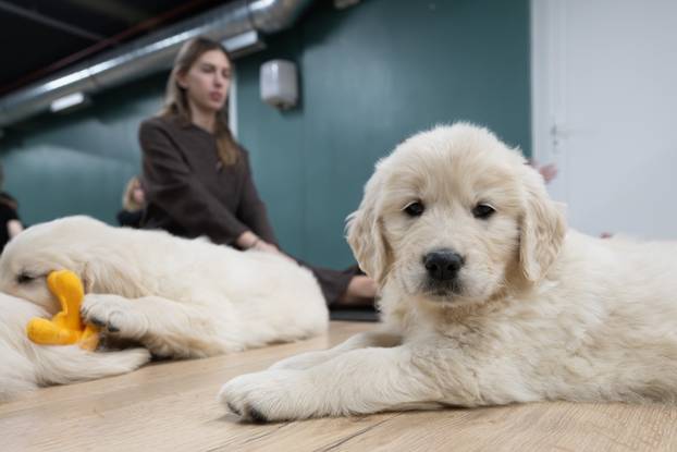 24SATA Paw Yoga, inovativni koncept joge koji je stigao u Hrvatsku