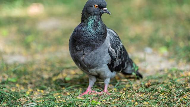 Pigeons