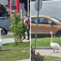 FOTO E moj labude! Došao je na Slavonsku aveniju vidjeti pošto je benga: 'Bio je kao gospodin'