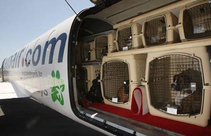 'Pet Airways' je poletio s prvim dlakavim putnicima