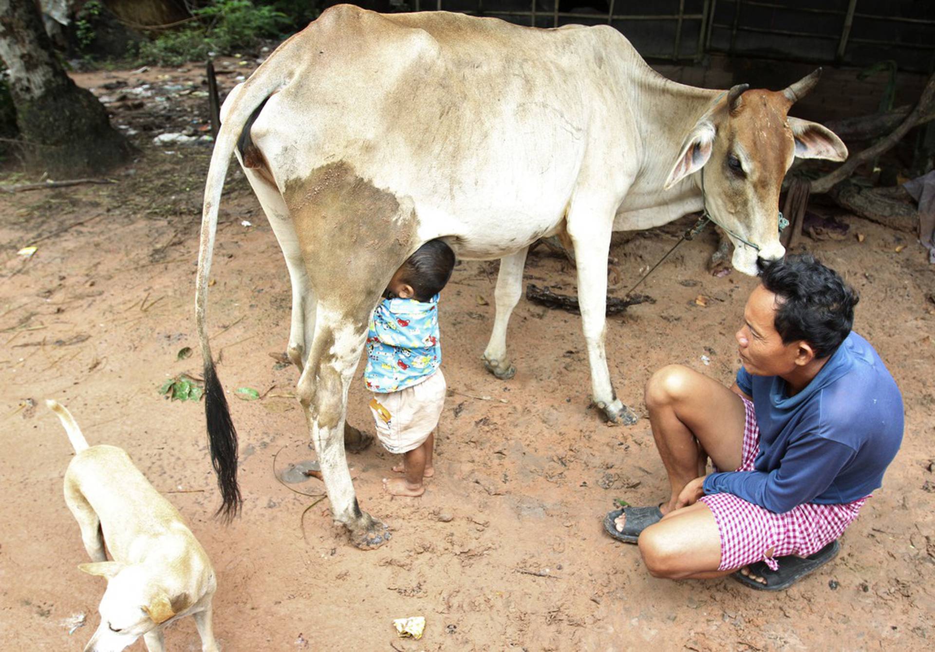 Человек е корову. Пить молоко из под коровы. Тайские коровы. Корова мальчик.
