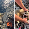 FOTO Vatrogasci barkom stigli do litice na Krku i spasili ovcu: 'Zahtjevan teren na +30 &deg;C'