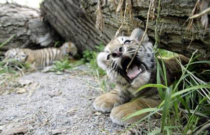 Mladi sibirski tigrić pozira na svom prvom izlasku