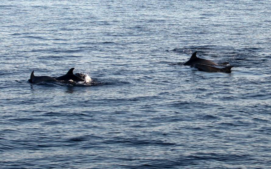 Pogledajte snimku: Turisti su brodovima pratili jato dupina