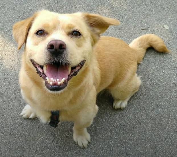 SUPER FOTKE vaših ljubimaca! Neki bi mogli biti viralni hit, ali svi su jednostavno neodoljivi