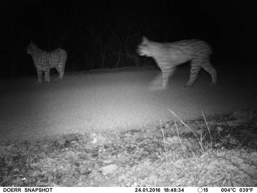 Alarmantno stanje: S.o.S. ris, Hrvatska ostaje bez zvijeri