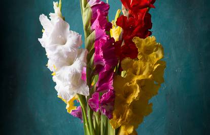 Gladiole ljeti treba zalijevati svaki dan i vrlo su osjetljive na promjenu temperature